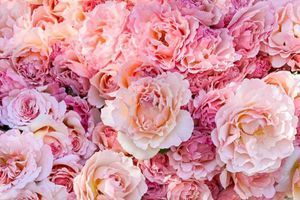 Чому &laquo;Rose Bloom&raquo;? фото