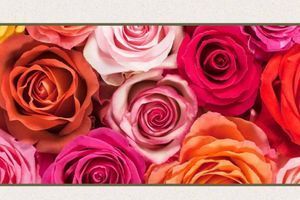 🌹 Rosen Tantau: трояндовий шлях довжиною в століття.  фото