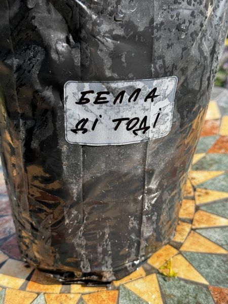 Белла ді Тоді ЛІТО ЗКС 3234343224 фото