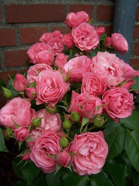 Bouquet de Mariee Буке де Марі ОСІНЬ 2026 39 фото