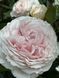 Morden Blush Морден Блаш ОСІНЬ 2026 98734 фото 10