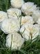 Paradise White Пе́редайз Ва́йт ОСІНЬ 2026 1267 фото 7