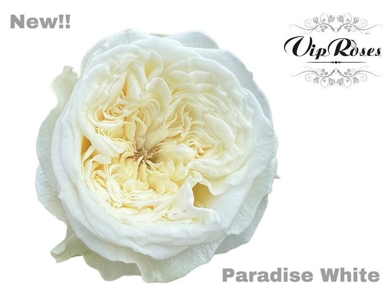 Paradise White Пе́редайз Ва́йт ОСІНЬ 2026 1267 фото