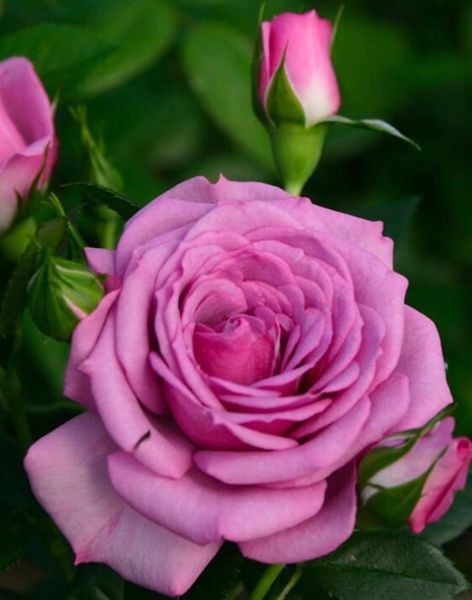 Lavendula Лавендула ОСІНЬ 2025 52 фото