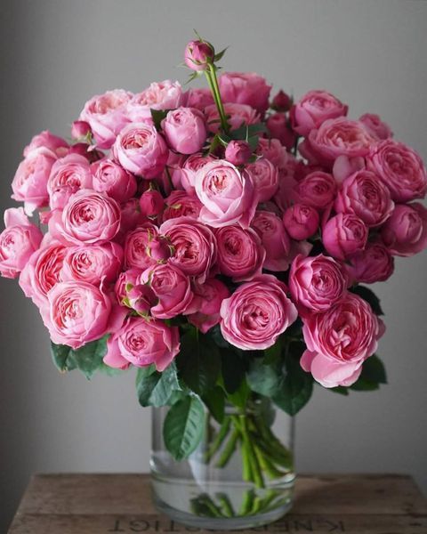 Silva Pink Сі́лва Пінк ОСІНЬ 2026 664428 фото