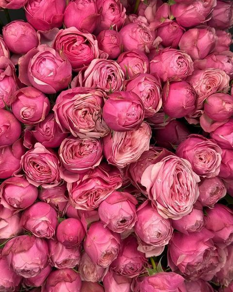 Silva Pink Сі́лва Пінк ОСІНЬ 2026 664428 фото