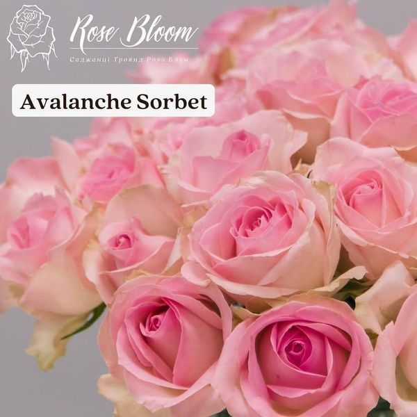 Avalanche Sorbet Аваланш Сорбе ОСІНЬ 2026 76346 фото