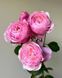 Silva Pink Сі́лва Пінк ОСІНЬ 2026 664428 фото 11