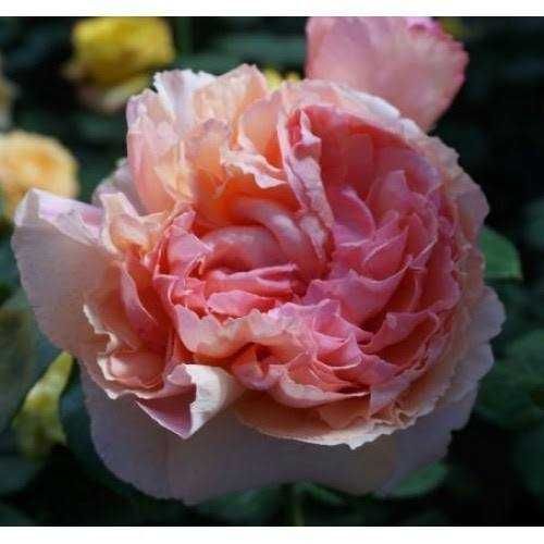 Купити Feeling Філінг ВЕСНА 2026 151 в інтернет магазині ROSE