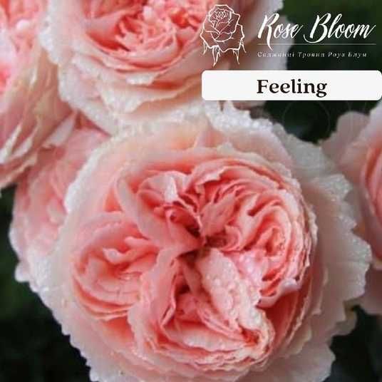 Купити Feeling Філінг ВЕСНА 2026 151 в інтернет магазині ROSE