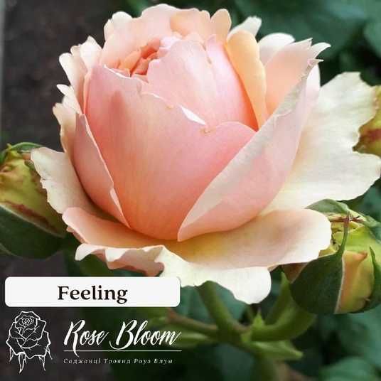 Купити Feeling Філінг ВЕСНА 2026 151 в інтернет магазині ROSE