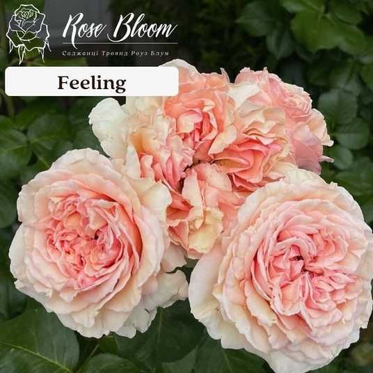 Купити Feeling Філінг ВЕСНА 2026 151 в інтернет магазині ROSE