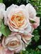 Crocus Rose Кро́кус Ро́уз ОСІНЬ 2026 3436278 фото 27