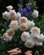 Crocus Rose Кро́кус Ро́уз ОСІНЬ 2026 3436278 фото 1
