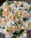 Crocus Rose Кро́кус Ро́уз ОСІНЬ 2026 3436278 фото 29