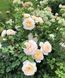 Crocus Rose Кро́кус Ро́уз ОСІНЬ 2026 3436278 фото 35