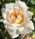 Crocus Rose Кро́кус Ро́уз ОСІНЬ 2026 3436278 фото 40