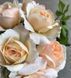Crocus Rose Кро́кус Ро́уз ОСІНЬ 2026 3436278 фото 23