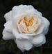 Crocus Rose Кро́кус Ро́уз ОСІНЬ 2026 3436278 фото 12