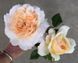Crocus Rose Кро́кус Ро́уз ОСІНЬ 2026 3436278 фото 26