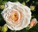 Crocus Rose Кро́кус Ро́уз ОСІНЬ 2026 3436278 фото 38