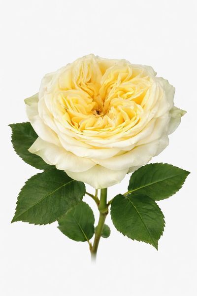 Country Spirit Wedding Ка́нтрі Спі́ріт Ве́дінґ ОСІНЬ 2026 654334567 фото