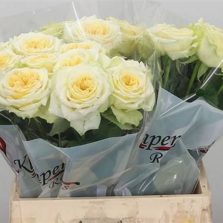 Country Spirit Wedding Ка́нтрі Спі́ріт Ве́дінґ ОСІНЬ 2026 654334567 фото