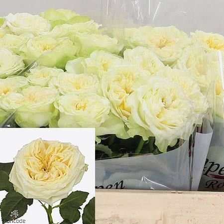 Country Spirit Wedding Ка́нтрі Спі́ріт Ве́дінґ ОСІНЬ 2026 654334567 фото