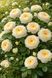 Country Spirit Wedding Ка́нтрі Спі́ріт Ве́дінґ ОСІНЬ 2026 654334567 фото 2