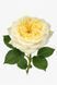 Country Spirit Wedding Ка́нтрі Спі́ріт Ве́дінґ ОСІНЬ 2026 654334567 фото 4