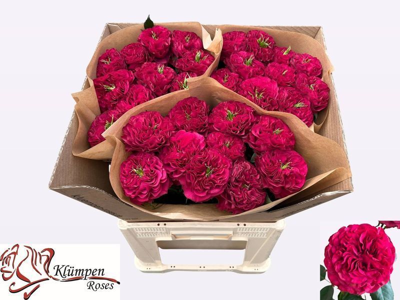 Cherry Velvet Че́рі Ве́лвет Вишневий оксамит ОСІНЬ 2026 123136 фото