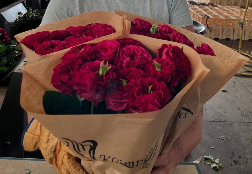 Cherry Velvet Че́рі Ве́лвет Вишневий оксамит ОСІНЬ 2026 123136 фото