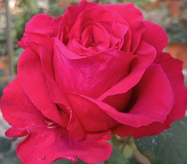 Rose des 4 Vents Троянда Чотирьох Вітрів Ля Роуз де Катре Вен ОСІНЬ 2026 103 фото