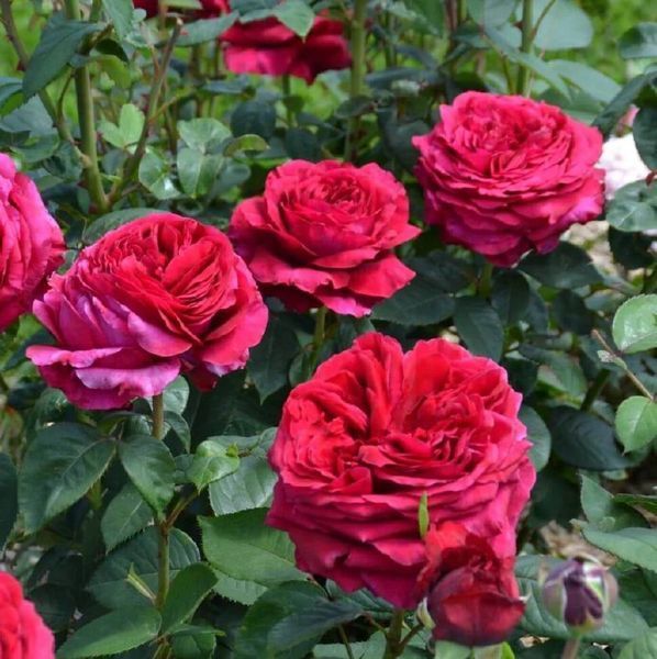 Rose des 4 Vents Троянда Чотирьох Вітрів Ля Роуз де Катре Вен ОСІНЬ 2026 103 фото