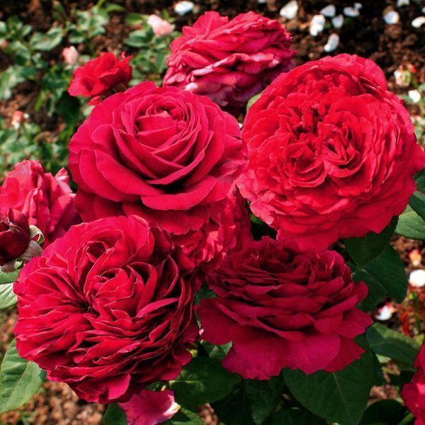 Rose des 4 Vents Троянда Чотирьох Вітрів Ля Роуз де Катре Вен ОСІНЬ 2026 103 фото