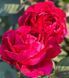 Rose des 4 Vents Троянда Чотирьох Вітрів Ля Роуз де Катре Вен ОСІНЬ 2026 103 фото 4