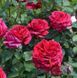 Rose des 4 Vents Троянда Чотирьох Вітрів Ля Роуз де Катре Вен ОСІНЬ 2026 103 фото 12