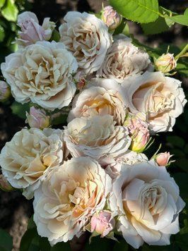 ВСІ ТРОЯНДИ — купити в інтернет магазині ROSE BLOOM Роуз Блум