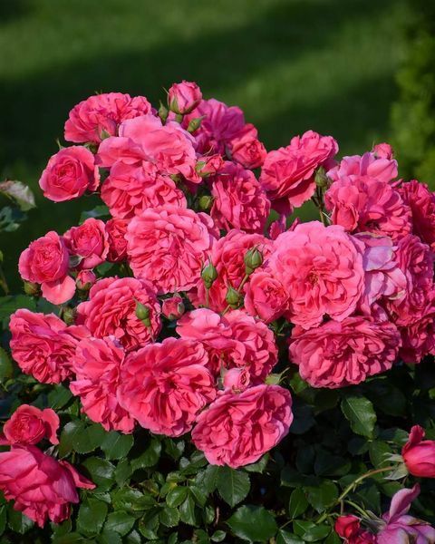 Rosarium Uetersen Розаріум Ютерзен ЛІТО 2026 ЗКС 349 фото