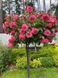 Rosarium Uetersen Розаріум Ютерзен ЛІТО 2026 ЗКС 349 фото 5