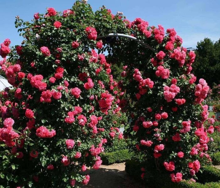 Rosarium Uetersen Розаріум Ютерзен ЛІТО 2026 ЗКС 349 фото