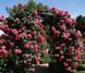 Rosarium Uetersen Розаріум Ютерзен ЛІТО 2026 ЗКС 349 фото 6