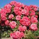 Rosarium Uetersen Розаріум Ютерзен ЛІТО 2026 ЗКС 349 фото 7