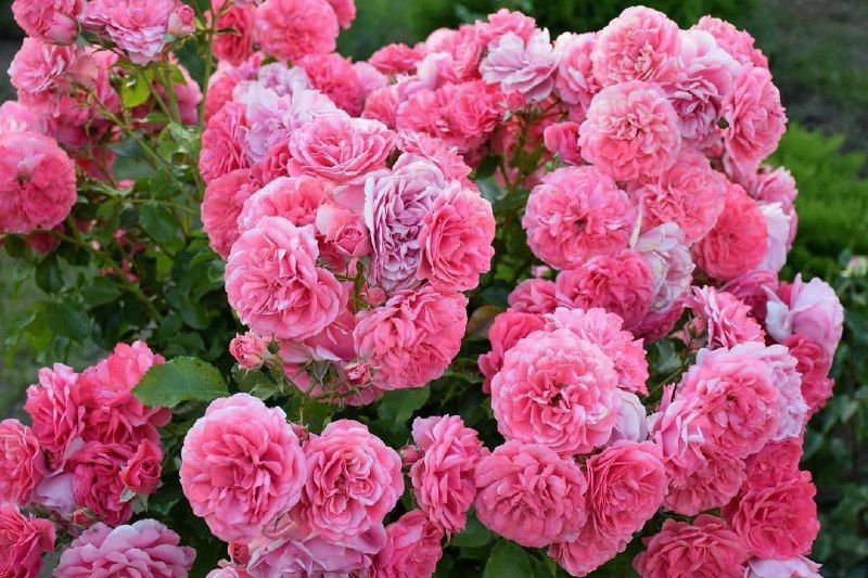 Rosarium Uetersen Розаріум Ютерзен ЛІТО 2026 ЗКС 349 фото