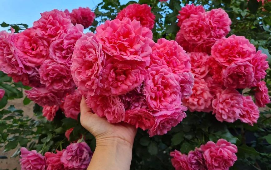 Rosarium Uetersen Розаріум Ютерзен ЛІТО 2026 ЗКС 349 фото