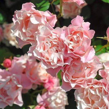 Porcelaine d&rsquo;Orient (Daphne) Дафна ВЕСНА 2026 358 фото
