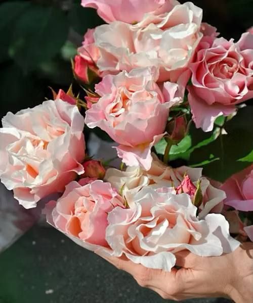 Porcelaine d&rsquo;Orient (Daphne) Дафна ВЕСНА 2026 358 фото
