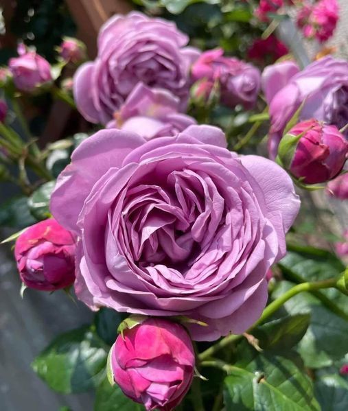 Kinda Blue Кінда Блю ОСІНЬ 2025 190 фото