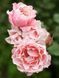 Porcelaine d&rsquo;Orient (Daphne) Дафна ВЕСНА 2026 358 фото 2