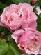 Porcelaine d&rsquo;Orient (Daphne) Дафна ВЕСНА 2026 358 фото 6